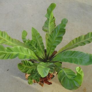 観葉植物　アスプレニウム　コブラ　鉢植え