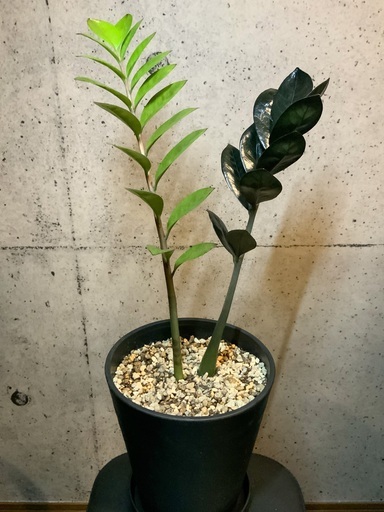 観葉植物 ザミオクルカス レイヴン ギンジ うるまのその他の中古あげます 譲ります ジモティーで不用品の処分