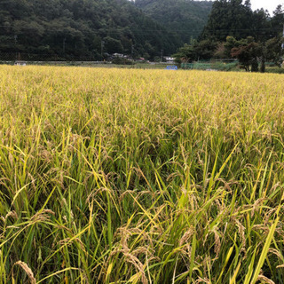 能勢のお米