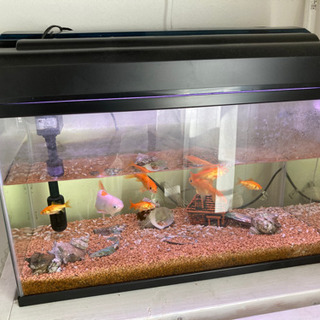 金魚の中古が安い 激安で譲ります 無料であげます 272ページ目 ジモティー