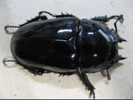 タランドゥスオオツヤクワガタ