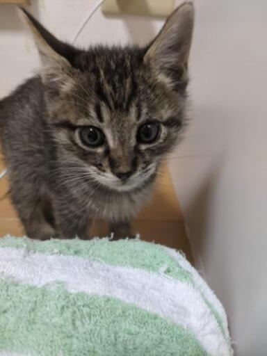 野良猫の子猫サバトラ生後2ヶ月の男の子 もふもふ猫 長後の猫の里親募集 ジモティー