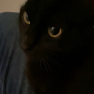 黒猫　2才