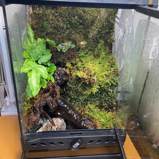 グラステラリウムナノ その他の中古が安い 激安で譲ります 無料であげます ジモティー