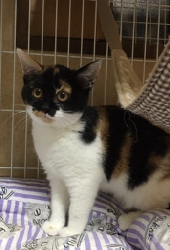 里親決定 三毛猫タンゴちゃんワクチン検査済み リックン 防府の猫の里親募集 ジモティー 里親決定 三毛猫タンゴちゃんワクチン検査済み リックン 防府の猫の里親募集 ジモティー