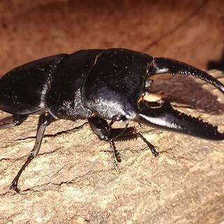 新成虫 パラワンオオヒラタ♂108㎜アップ♀54,4ペア