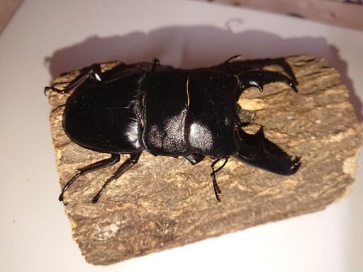 新成虫 パラワンオオヒラタ♂108㎜アップ♀54,4ペア