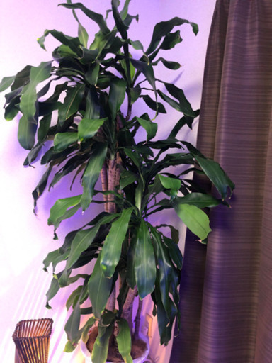 大型観葉植物