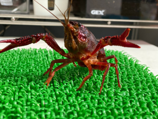 アメリカザリガニ 餌 飼育用 Djしゃっふるなめこ 陣原のその他の中古あげます 譲ります ジモティーで不用品の処分