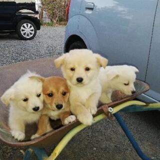 福島県の犬の里親募集 ジモティー 福島県の犬の里親募集 ジモティー