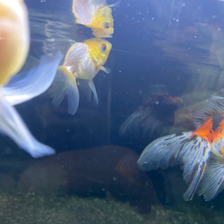 金魚 白バルーンオランダ