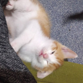 滋賀県の黒猫 里親募集 ジモティー