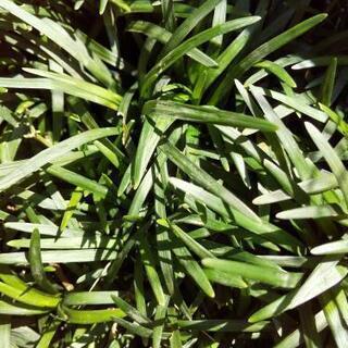 竜のひげ 玉竜 めるちゃん 塩釜のその他の中古あげます 譲ります ジモティーで不用品の処分