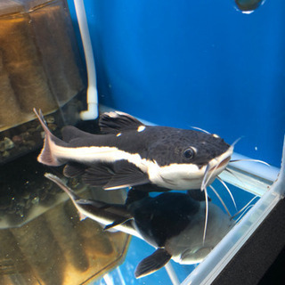 沖縄県の中古レッドテールキャットが無料 格安で買える ジモティー