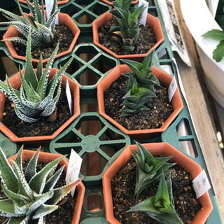 多肉植物ハオルチア7種あります 花遊瑞花 ナックル 鴻巣のその他の中古あげます 譲ります ジモティーで不用品の処分 多肉植物ハオルチア7種あります 花遊瑞花 ナックル 鴻巣のその他の中古あげます 譲ります ジモティーで不用品の処分