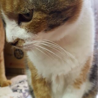 保護猫み～ちゃん・里親さんを募集しています