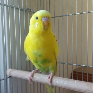 セキセイインコが逃げてしまいました！