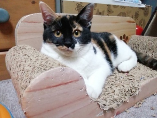 里親決定 三毛猫タンゴちゃんワクチン検査済み リックン 防府の猫の里親募集 ジモティー 里親決定 三毛猫タンゴちゃんワクチン検査済み リックン 防府の猫の里親募集 ジモティー
