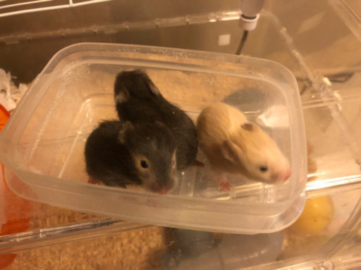 募集終了 ゴールデンハムスター赤ちゃん クリームなど うおいか 横浜のその他の里親募集 ジモティー