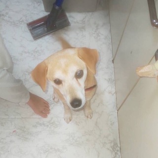 里親決定 有難うございました 保健所から保護された可愛い中型雑種 垂れ耳女の子が本当の家族を待っています Kmhらぶ 横浜のその他の里親募集 ジモティー