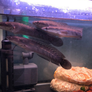 熱帯魚　チャンナマルリオイデス　一匹　スネークヘッド　ライギョ