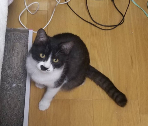 兄弟 なのか 仲良しさんです Tunagu 帯広の猫の里親募集 ジモティー 兄弟 なのか 仲良しさんです Tunagu 帯広の猫の里親募集 ジモティー