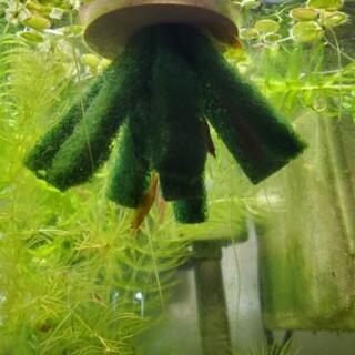 アクアリウム　メダカ　シュリンプ