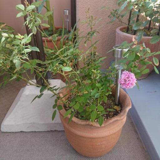 ミニ薔薇\u0026テラコッタの植木鉢