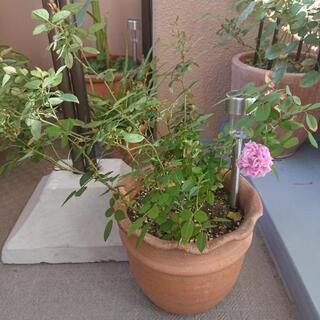 ミニ薔薇&テラコッタの植木鉢