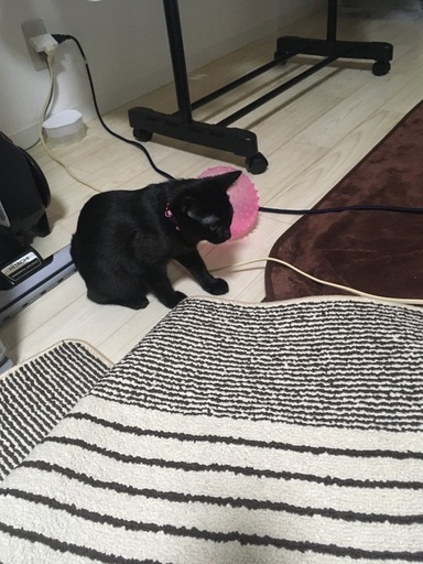 可愛い 生後4ヶ月の兄妹です 里親募集 たけうち 丸亀の猫の里親募集 ジモティー