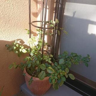 つる薔薇&テラコッタの植木鉢