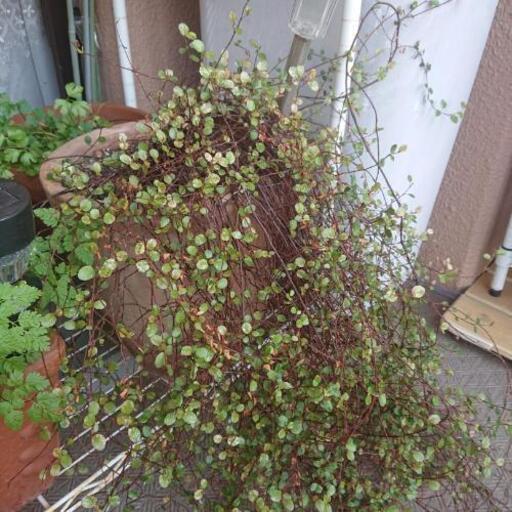 ワイヤープランツ\u0026テラコッタの植木鉢