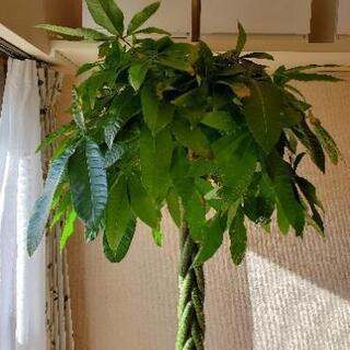 パキラ　ねじり　10号サイズ