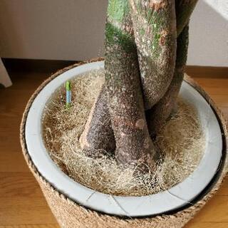 パキラ　ねじり　10号サイズ