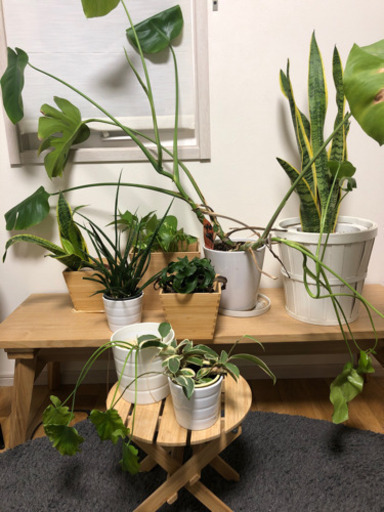 観葉植物8点セット 置き台付き Mg 二子玉川のその他の中古あげます 譲ります ジモティーで不用品の処分