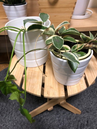 観葉植物8点セット 置き台付き Mg 二子玉川のその他の中古あげます 譲ります ジモティーで不用品の処分