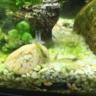 東京都 豊島区のミナミヌマエビの中古が安い 激安で譲ります 無料であげます ジモティー