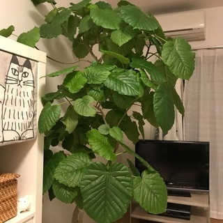 ウンベラータ　観葉植物