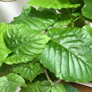 ウンベラータ　観葉植物