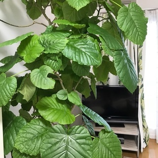 大型】人気 美形 フィカス ウンベラータ 葉っぱたっぷり 観葉植物