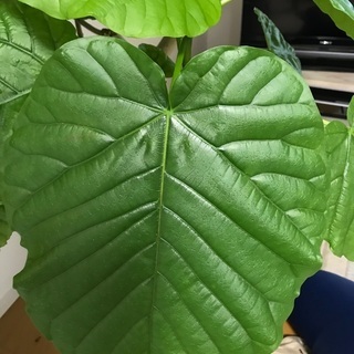 ウンベラータ　観葉植物