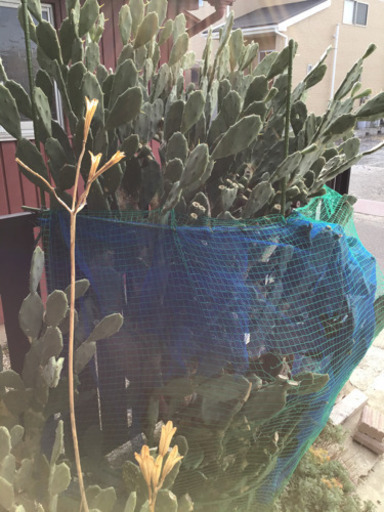 ウチワサボテンドライガーデンガーデニングなどに Yank 津島の自転車の中古あげます 譲ります ジモティーで不用品の処分