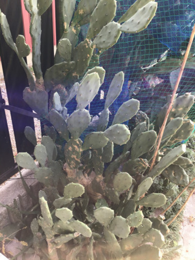 ウチワサボテンドライガーデンガーデニングなどに Yank 津島の自転車の中古あげます 譲ります ジモティーで不用品の処分