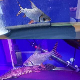 値下げしました。オスカー・エンドリケリー・カラプロ・その他熱帯魚