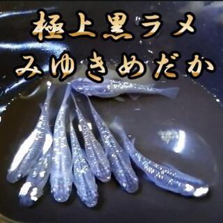 極上黒ラメみゆきめだかの卵