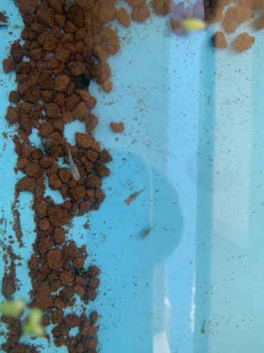 値下げしましたメダカ夜桜稚魚 水草おまけ有り 販売5匹セット Yamayama 長田のその他の中古あげます 譲ります ジモティーで不用品の処分 値下げしましたメダカ夜桜稚魚 水草おまけ有り 販売5匹セット Yamayama 長田のその他の中古あげます 譲ります ジモティーで不用品の処分