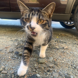 里親さん探しています😿😿