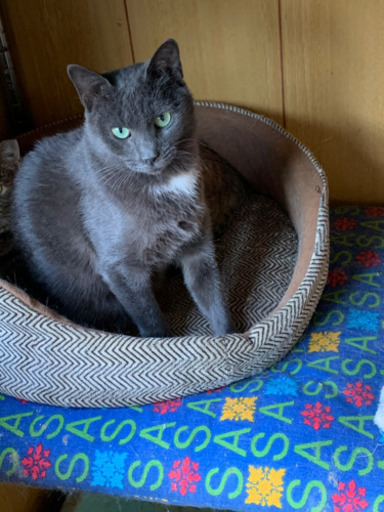 グレーの珍しいカギしっぽの綺麗な目エメラルドグリーンのかわいいりんごちゃん 秋 丸亀の猫の里親募集 ジモティー グレーの珍しいカギしっぽの綺麗な目エメラルドグリーンのかわいいりんごちゃん 秋 丸亀の猫の里親募集 ジモティー
