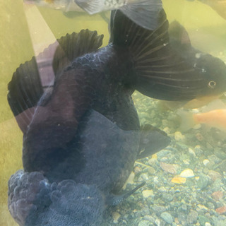 その他 ショートテールオランダ ヤンボウ元宝 約20cm 金魚