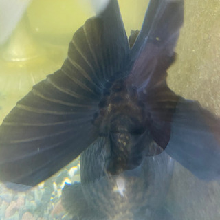 ショートテールオランダ　ヤンボウ元宝　約20cm 金魚 ショートテールオランダ ヤンボウ元宝 約20cm 金魚